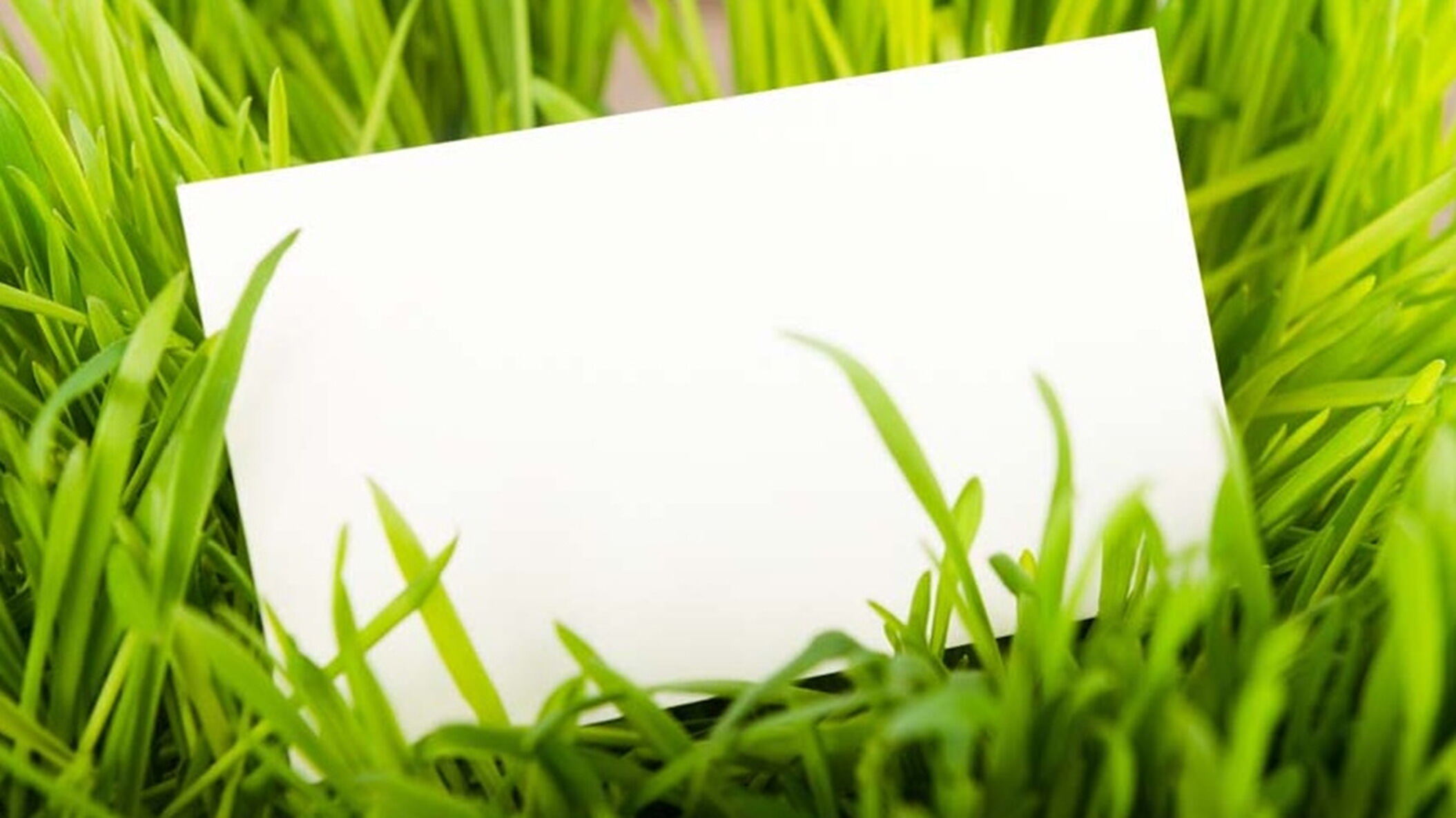 绿色植物草地白色卡片PPT背景图片
