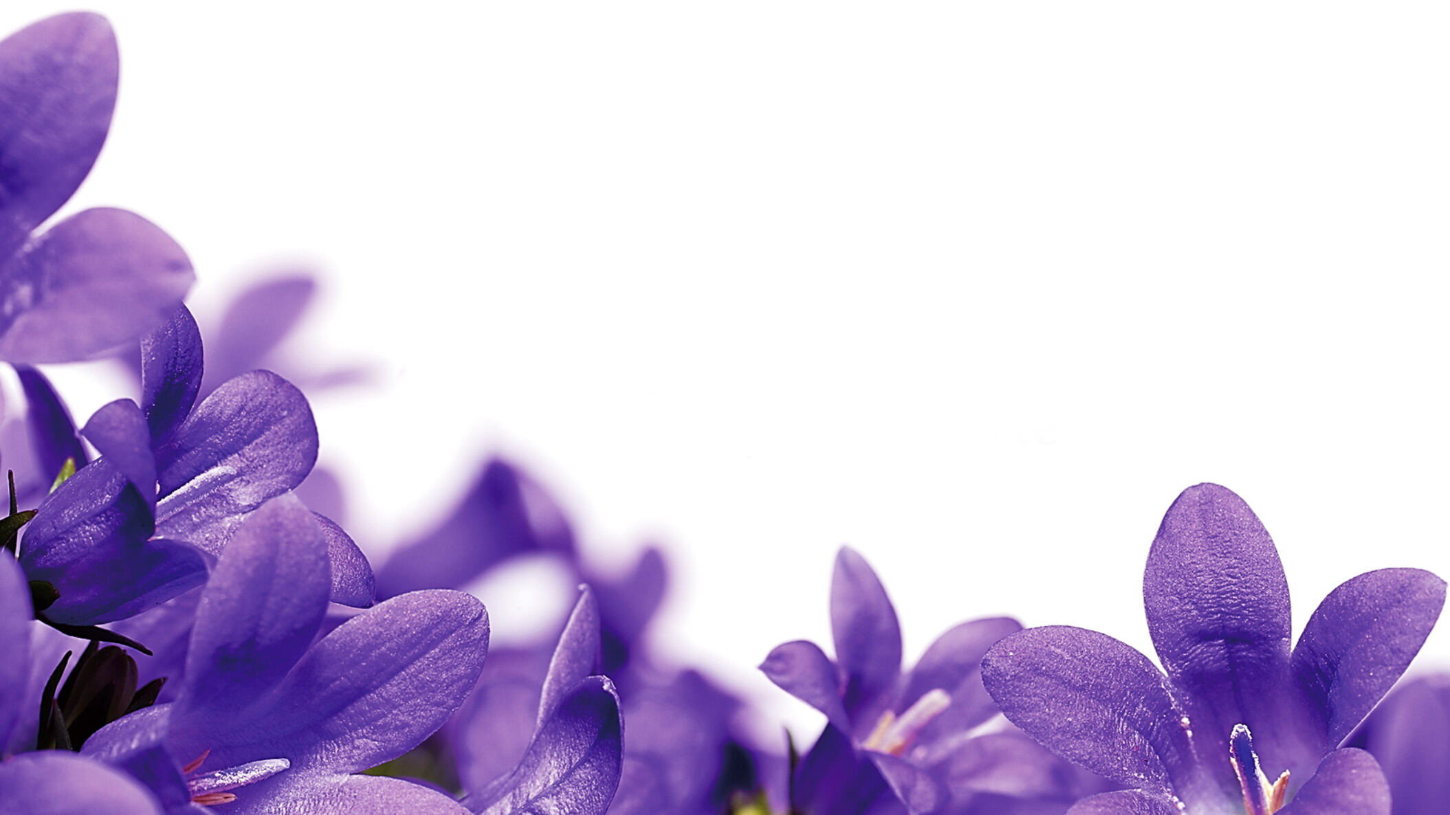 紫色小花PPT背景图片