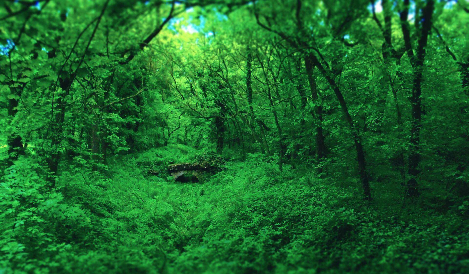 三张绿色森林PPT背景图片