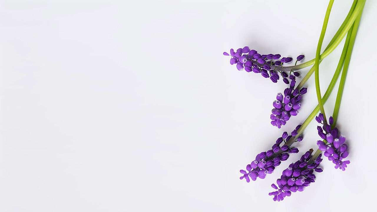 四张紫色鲜花PPT背景图片
