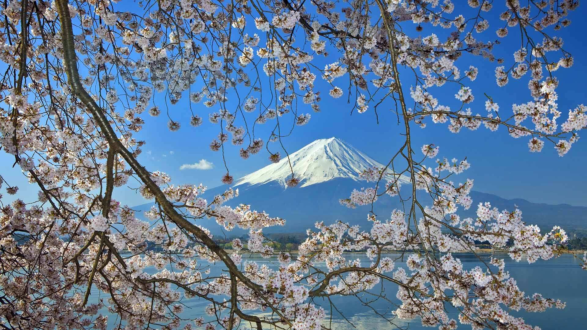 日本富士山和樱花 - 堆糖，美图壁纸兴趣社区