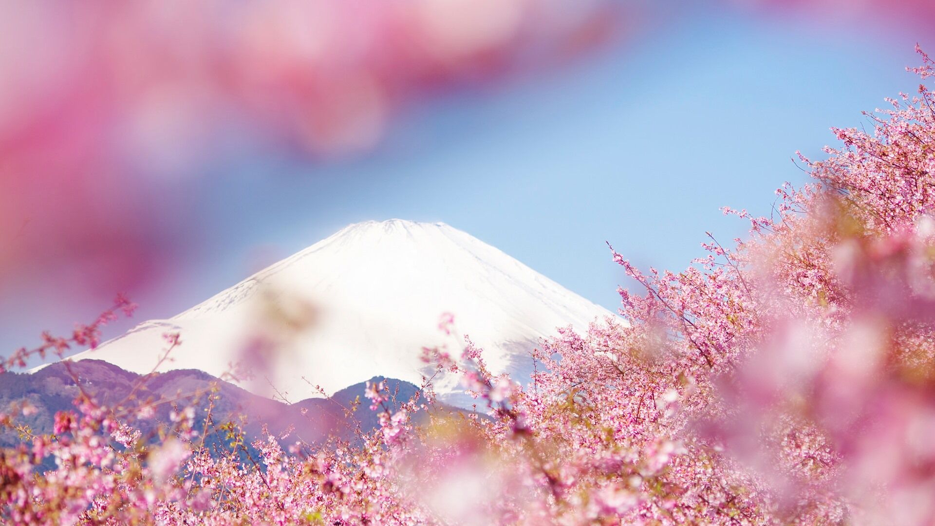 富士山樱花幻灯片背景图片