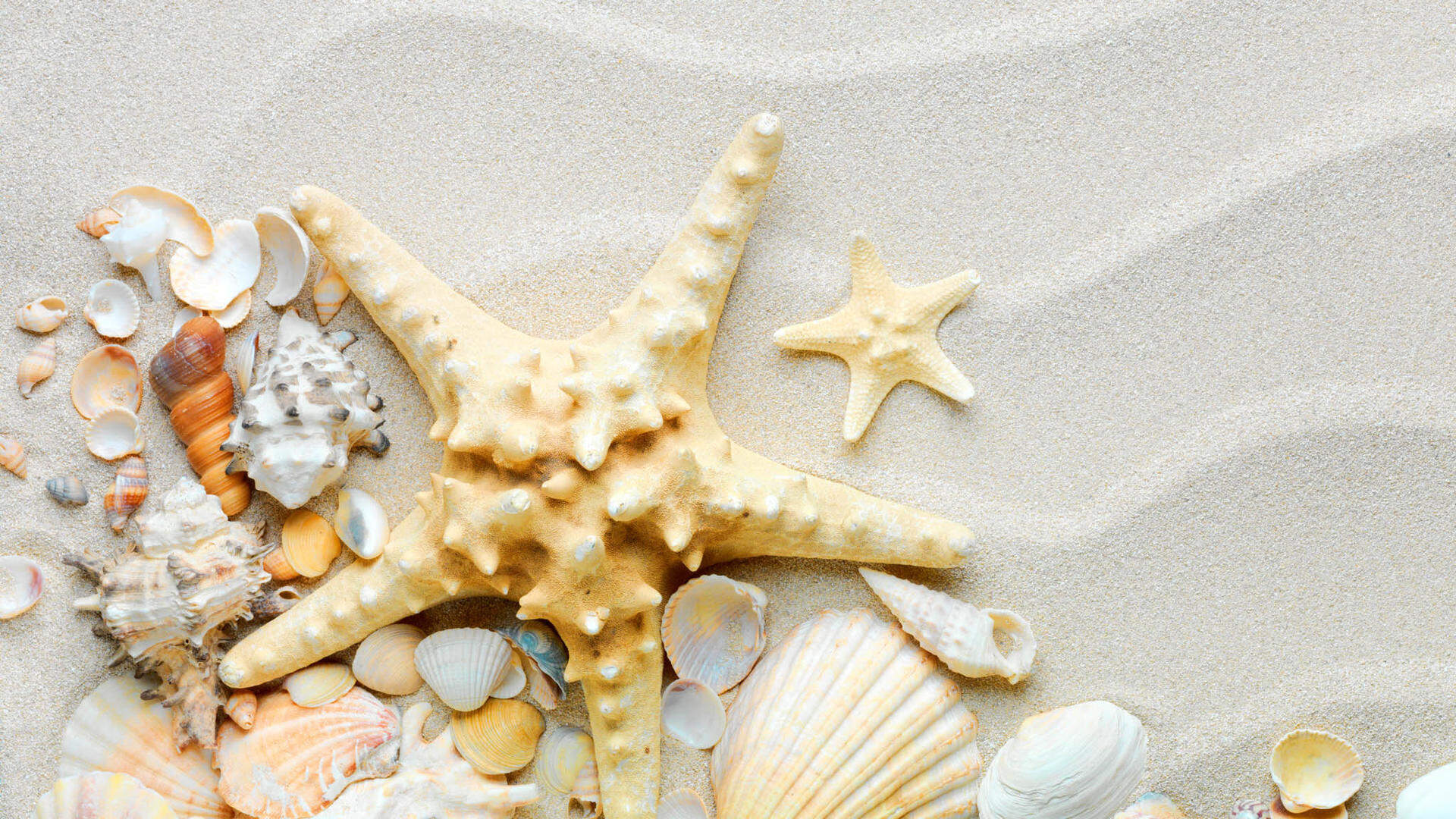 沙灘海星貝殼幻燈片背景圖片