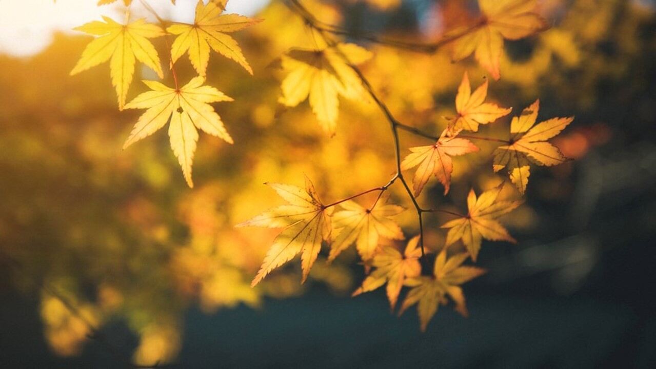 七張精美秋天楓葉PPT背景圖片