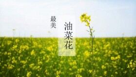 唯美油菜花田風(fēng)景PPT模板