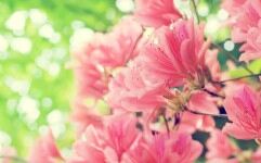 薰衣草树林花朵PPT背景图片的封面图片