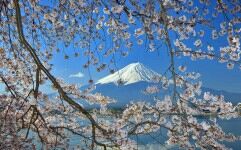 富士山樱花幻灯片背景图片的封面图片